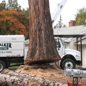 Roseburg Oregon Tree Removal Near Me 97474