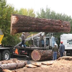 Roseburg Oregon Tree Removal Near Me 97477