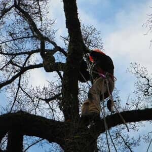Roseburg Oregon Tree Removal Near Me 97480