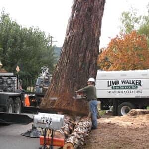 Roseburg Oregon Tree Removal Near Me 97475