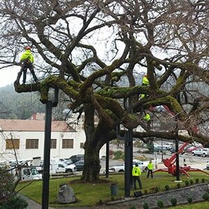 Roseburg Oregon Tree Removal Near Me 97479