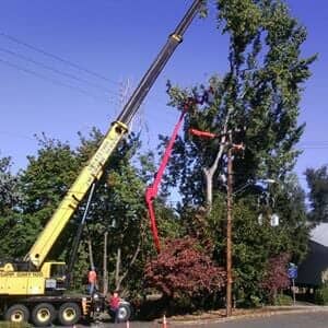 Roseburg Oregon Tree Removal Near Me 97481